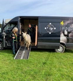alpaca van conversion