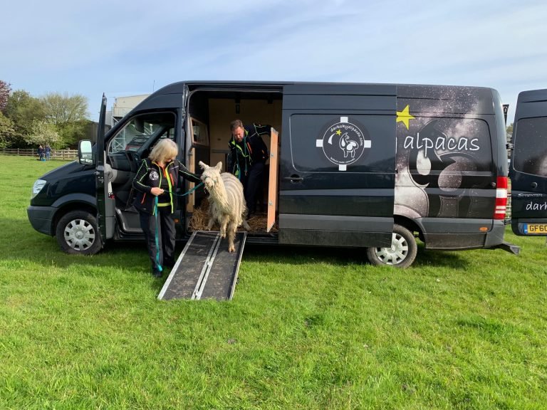 alpaca van conversion