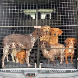 Ford Custom Dog Cages With Dogs Animal Transport Conversions