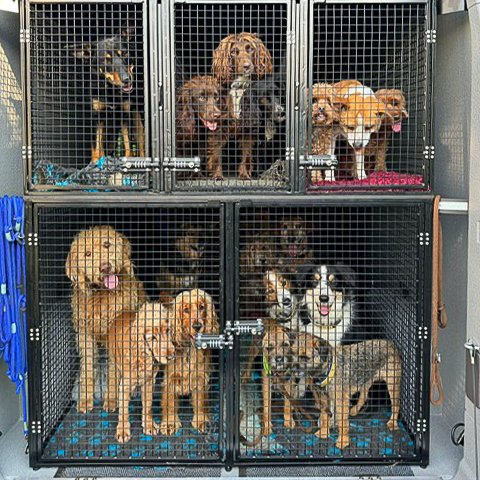 Dog Transportation Van Conversion